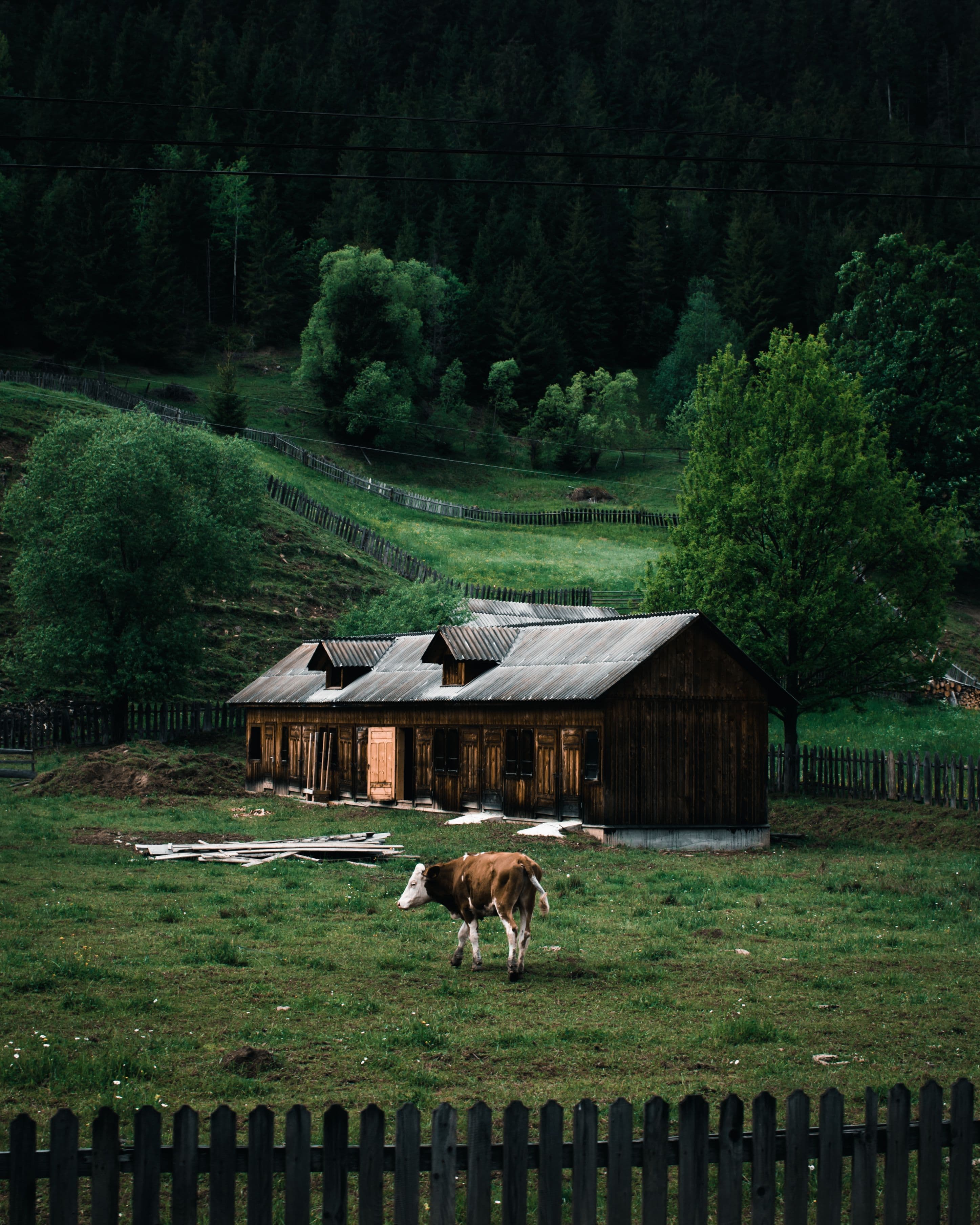 Foto plaiuri Bucovina